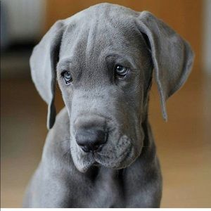 Meet your Posher, Josh